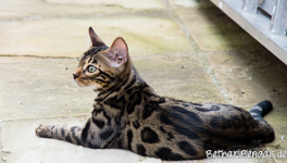 Bengal Katze Wiesbaden